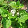 Bubuk Daun Bandotan Serbuk Murni (Ageratum conyzoides) 500 gram - Gambar 3