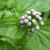 Bubuk Daun Bandotan Serbuk Murni (Ageratum conyzoides) 500 gram - Gambar 2