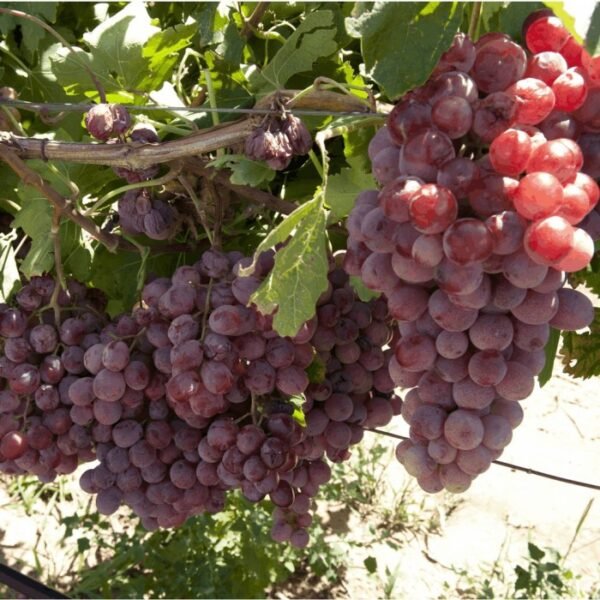 Benih Anggur Merah, Bibit Anggur Red Grapes Import