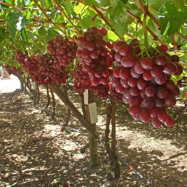 Benih Anggur Merah, Bibit Anggur Red Grapes Import