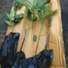 Bibit Alpukat Mentega, Butter Fruit Plant, Tinggi 50cm - Gambar 4