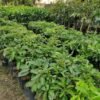 Bibit Alpukat Mentega, Butter Fruit Plant, Tinggi 50cm - Gambar 3