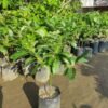 Bibit Alpukat Mentega, Butter Fruit Plant, Tinggi 50cm - Gambar 5