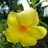 Tanaman hias bibit bunga alamanda kuning - Pohon bunga alamanda kuning