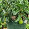 Bibit Alpukat Mentega, Butter Fruit Plant, Tinggi 50cm - Gambar 7