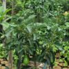 Bibit Alpukat Mentega, Butter Fruit Plant, Tinggi 50cm - Gambar 9