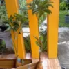 Bibit Alpukat Mentega, Butter Fruit Plant, Tinggi 50cm - Gambar 11